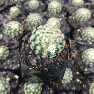 Mammillaria Roemeri cactus Plant - Image 3