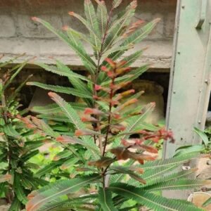 Red Amla/Avala/Nelli Indian Gooseberry Grafted Healthy Live Plant - Image 2
