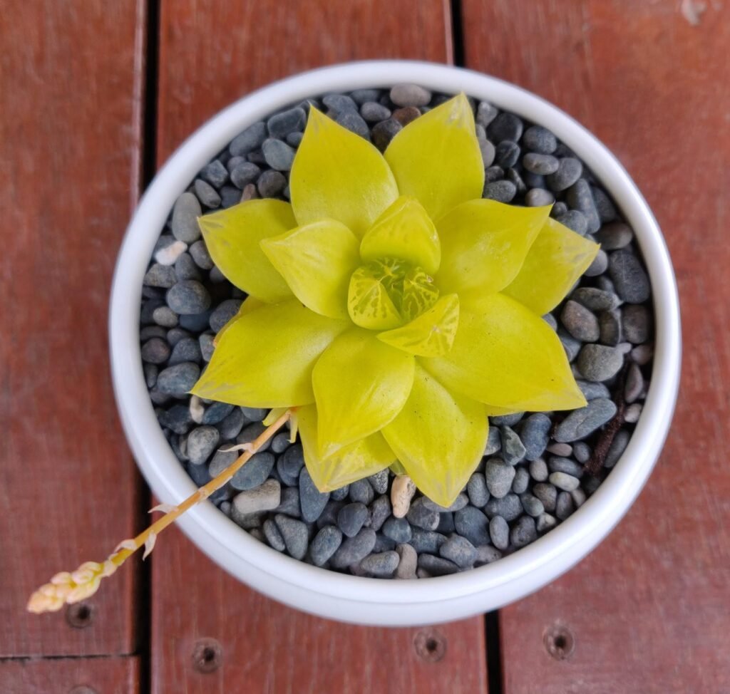 Golden Yellow Haworthia Cymbiformis plant