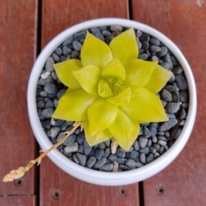 Golden Yellow Haworthia Cymbiformis plant