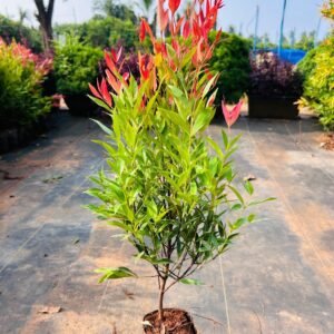 Syzygium (Lilly Pilly) Ornamental Healthy plant - Image 2
