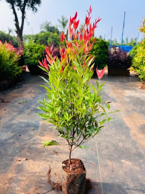 Syzygium (Lilly Pilly) Ornamental Healthy plant