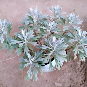 Hybrid Indian White Lavender Leaf Healthy Plant