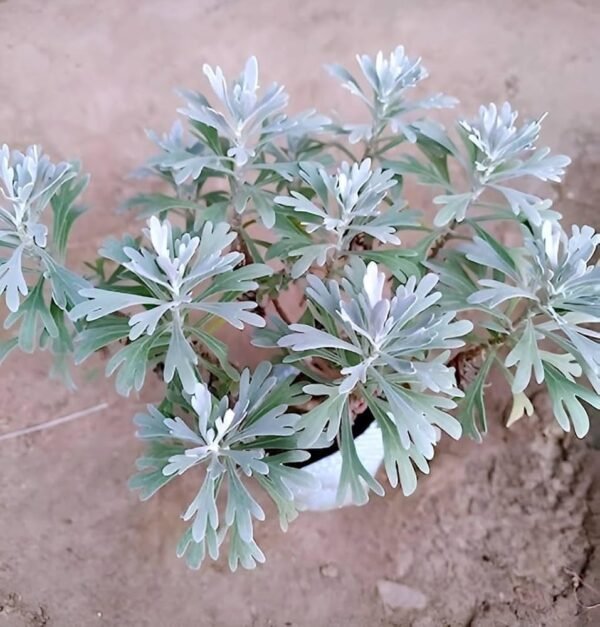 Hybrid Indian White Lavender Leaf Healthy Plant