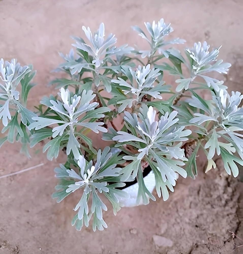 Hybrid Indian White Lavender Leaf Healthy Plant - Image 1