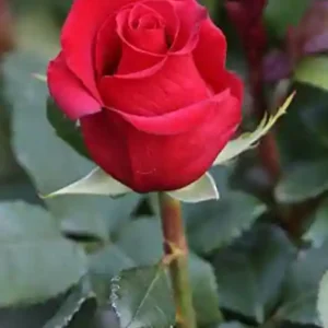 Dutch Red Id Rose Healthy Grafted Live Plant - Image 2