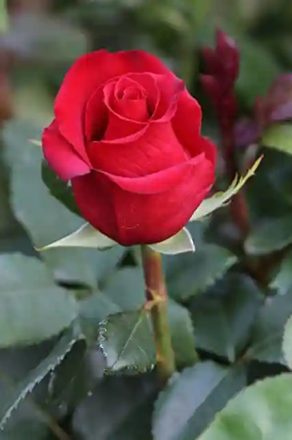 Dutch Red Id Rose Healthy Grafted Live Plant