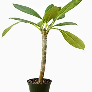 Sweet Fragnance Plumeria Id Purple Serendipity Healthy Plant - Image 3