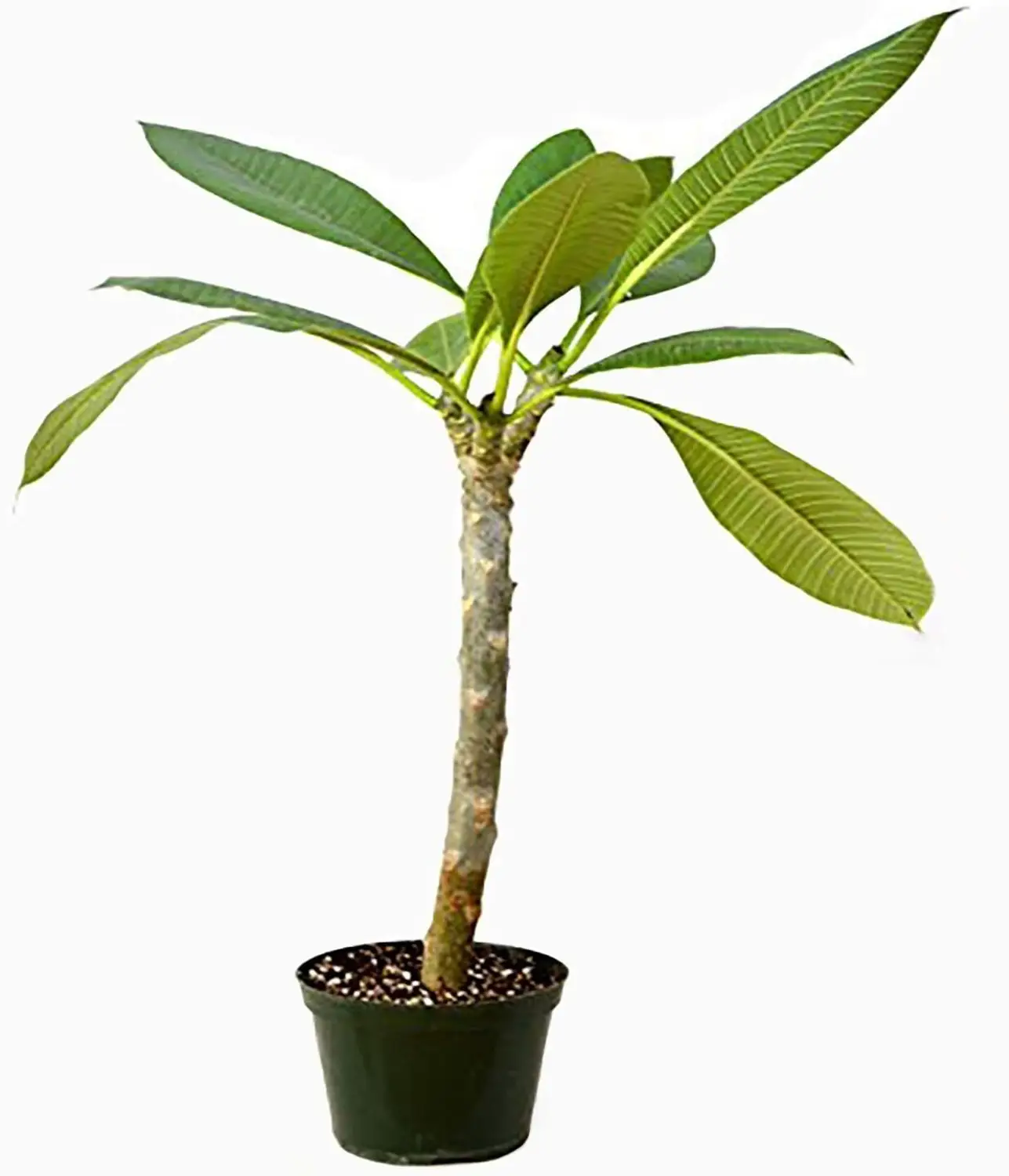 Sweet Fragnance Plumeria Id Purple Serendipity Healthy Plant - Image 3