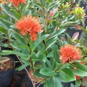 First Love(Xanthostemon Chrysanthus) Dwarf Flower Healthy Plant - Image 3