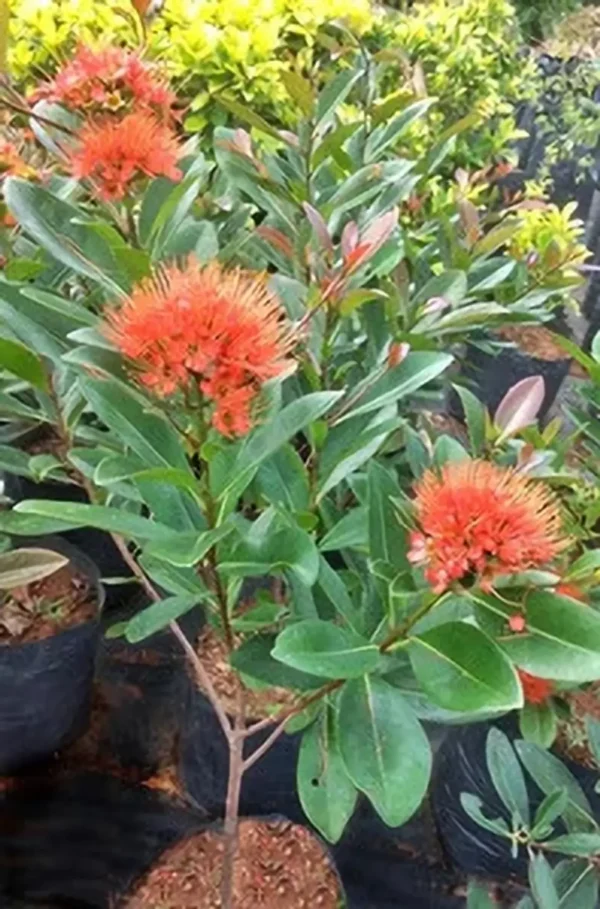 First Love(Xanthostemon Chrysanthus) Dwarf Flower Healthy Plant