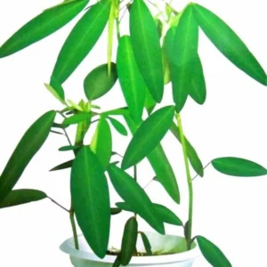Banchandal/Dudli/Dancing/Telegraph Healthy Herbal Plant - Image 1