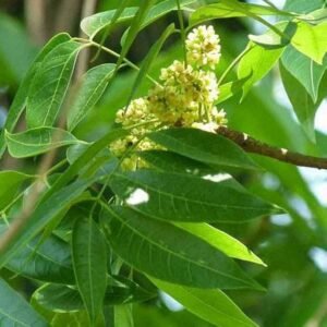 Mahogany(Swietenia Macrophylla) Big Leaf Healthy Live Plant - Image 2