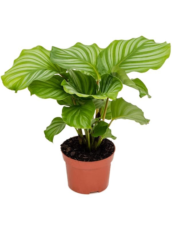 Calathea Orbiflora Indoor Live Healthy Plant