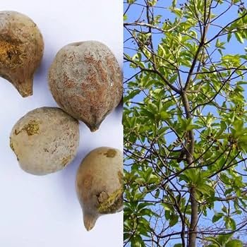Baheda/Bibhitaki/Tanikaya Healthy Herbal Plant