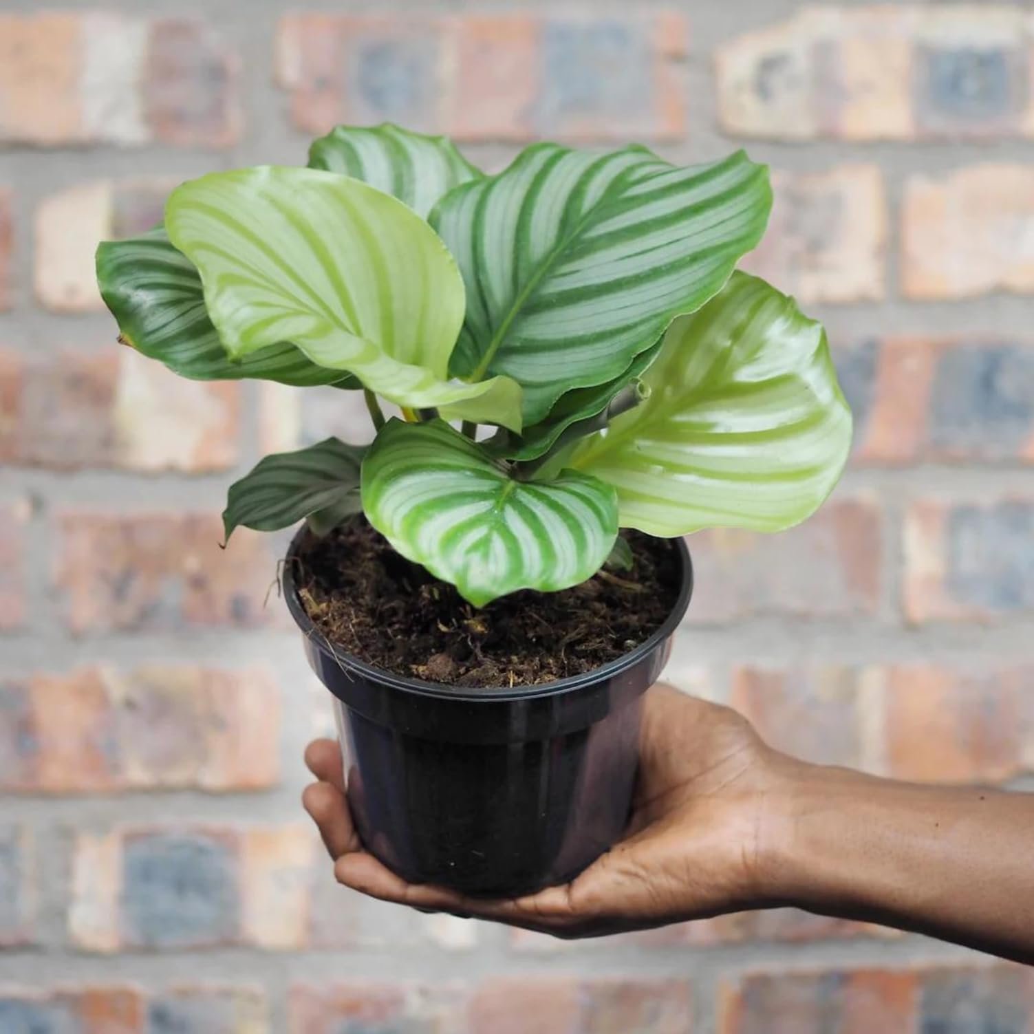 Calathea Orbiflora Indoor Live Healthy Plant - Image 3