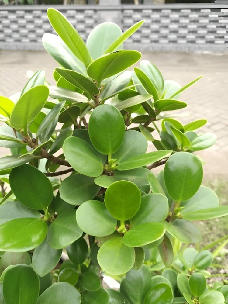 Chinese Bot Indoor Decorative Live Plant