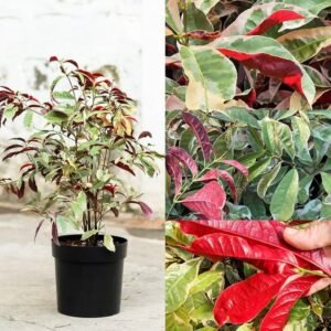Laila Majnu(Exoecaria) Variegated Tropical Shrub Healthy Plant - Image 2