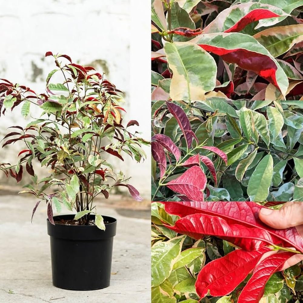 Laila Majnu(Exoecaria) Variegated Tropical Shrub Healthy Plant