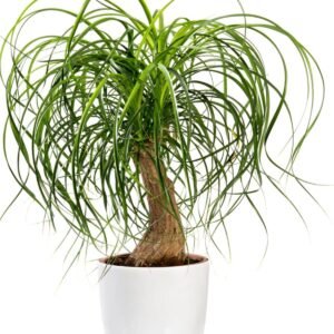 Ponytail Palm Decorative Healthy Indoor Plant - Image 1