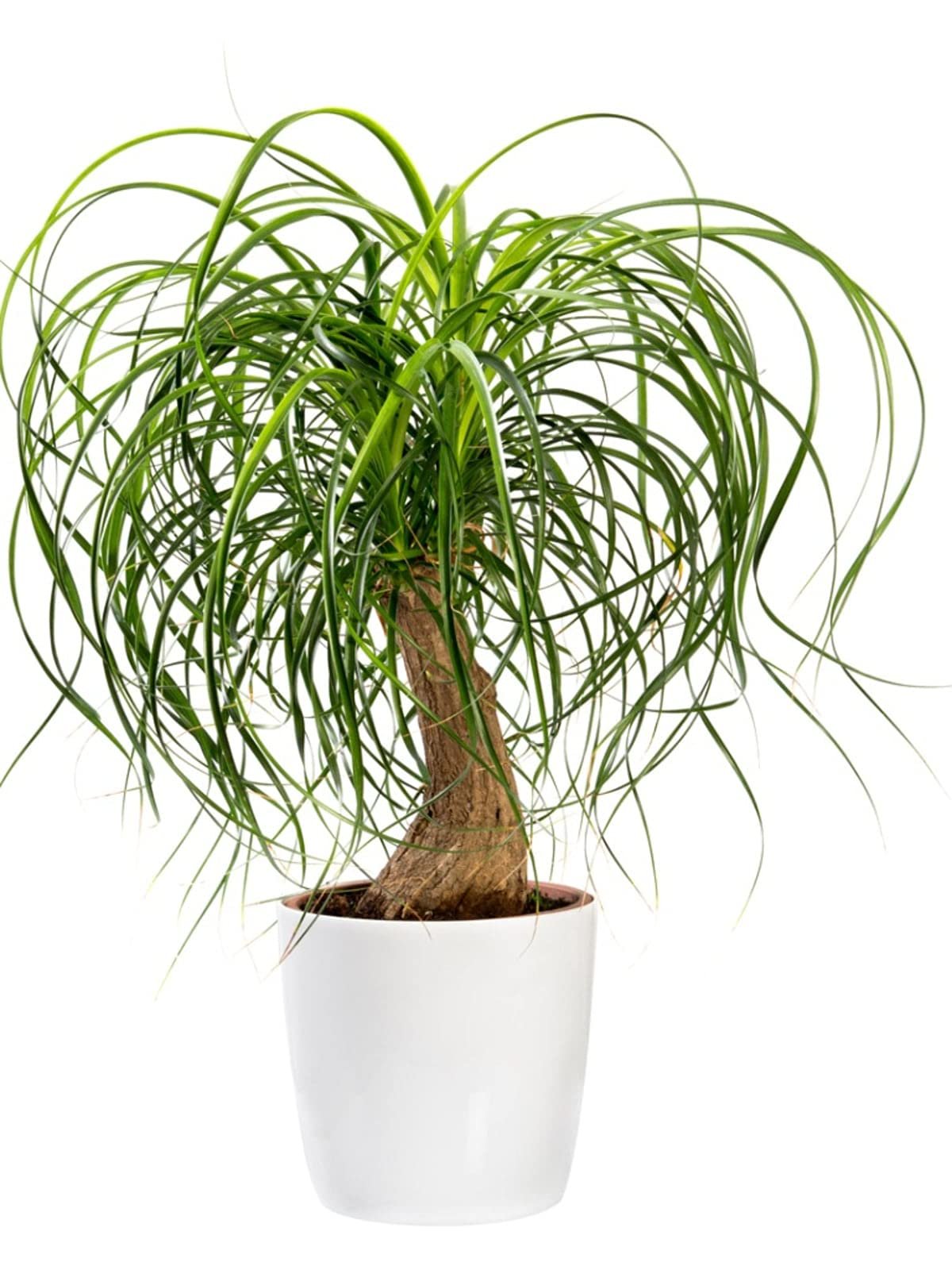 Ponytail Palm Decorative Healthy Indoor Plant - Image 1
