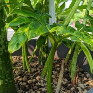 Elephant Foot Yam/Suran/Kanda Gadda/Jimikand Healthy Live Plant - Image 1