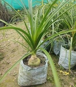 Ponytail Palm Decorative Healthy Indoor Plant - Image 2