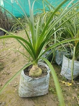 Ponytail Palm Decorative Healthy Indoor Plant