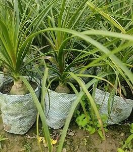 Ponytail Palm Decorative Healthy Indoor Plant - Image 3