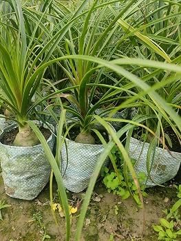 Ponytail Palm Decorative Healthy Indoor Plant