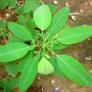 Banchandal/Dudli/Dancing/Telegraph Healthy Herbal Plant - Image 2