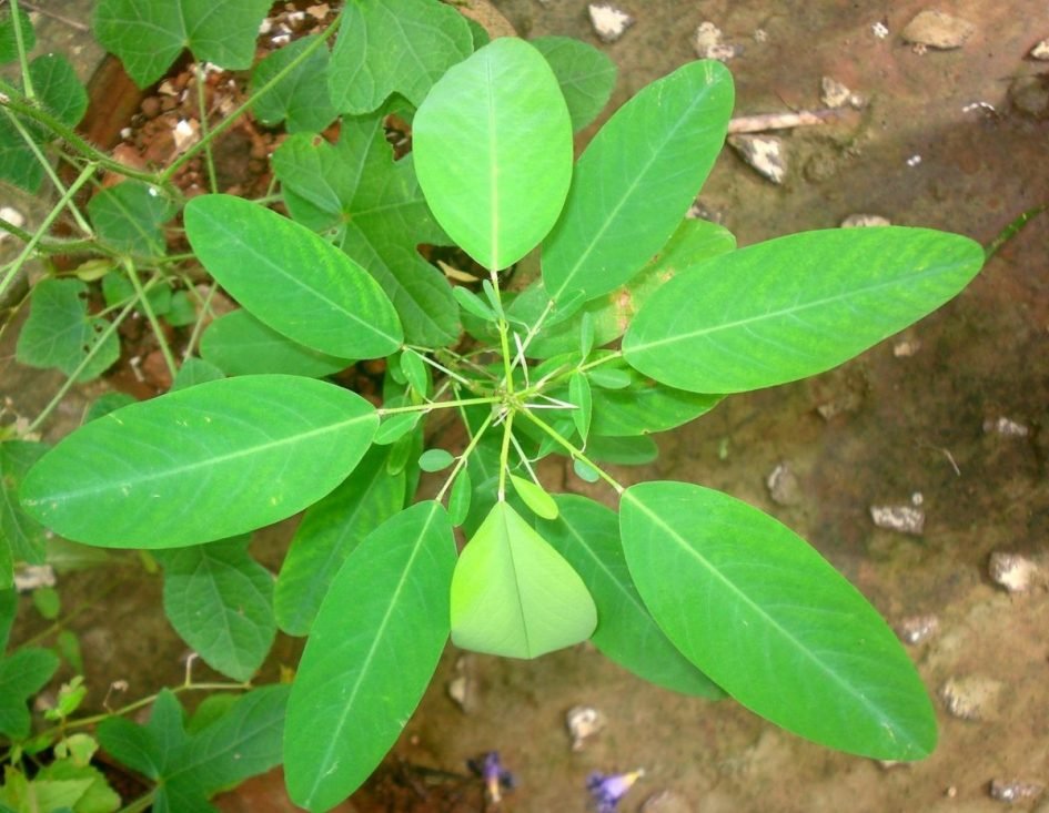 Banchandal/Dudli/Dancing/Telegraph Healthy Herbal Plant