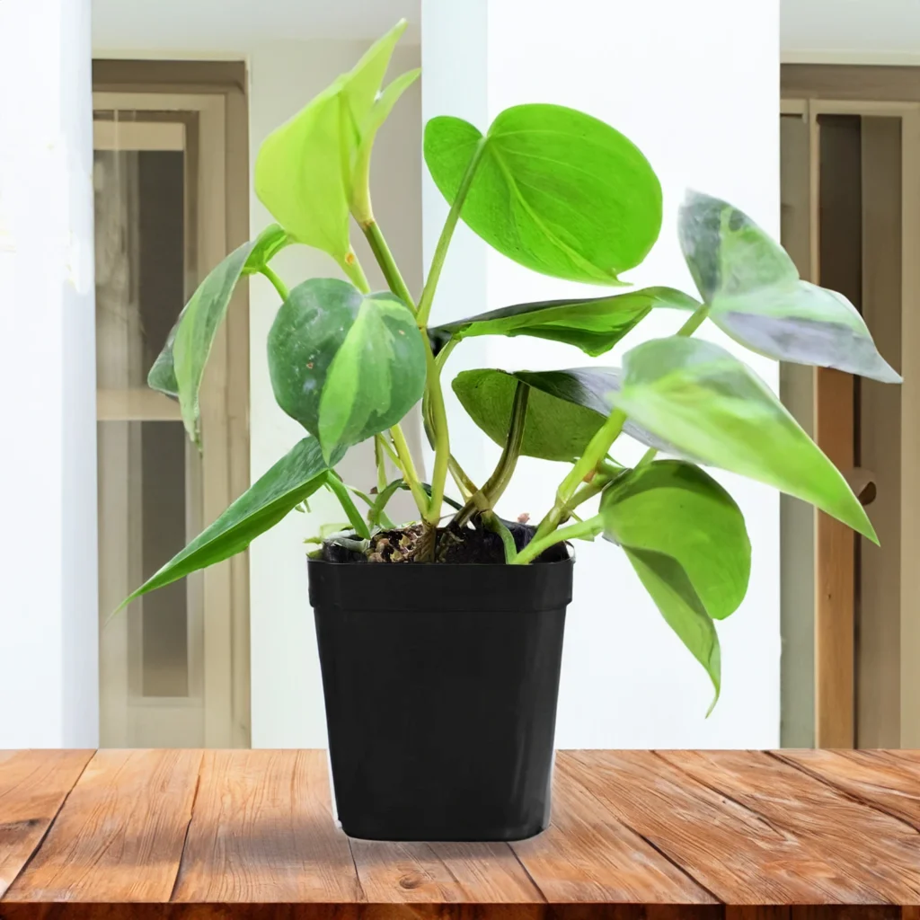 Philodendron Brasil Indoor Money Plant