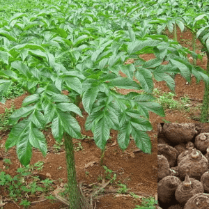 Elephant Foot Yam/Suran/Kanda Gadda/Jimikand Healthy Live Plant - Image 4