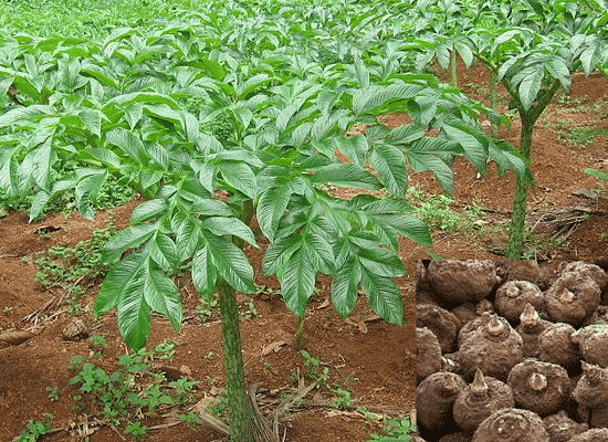 Elephant Foot Yam/Suran/Kanda Gadda/Jimikand Healthy Live Plant