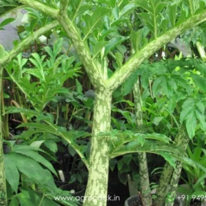 Elephant Foot Yam/Suran/Kanda Gadda/Jimikand Healthy Live Plant - Image 3