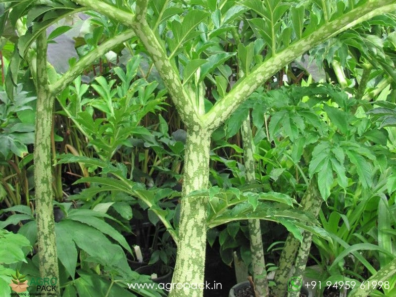 Elephant Foot Yam/Suran/Kanda Gadda/Jimikand Healthy Live Plant