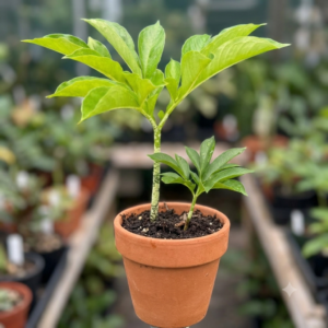 Elephant Foot Yam/Suran/Kanda Gadda/Jimikand Healthy Live Plant - Image 2