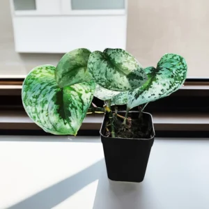 Philodendron Silver Satin Indoor Money Plant - Image 3