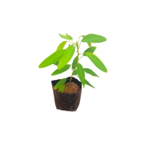 Banchandal/Dudli/Dancing/Telegraph Healthy Herbal Plant - Image 3