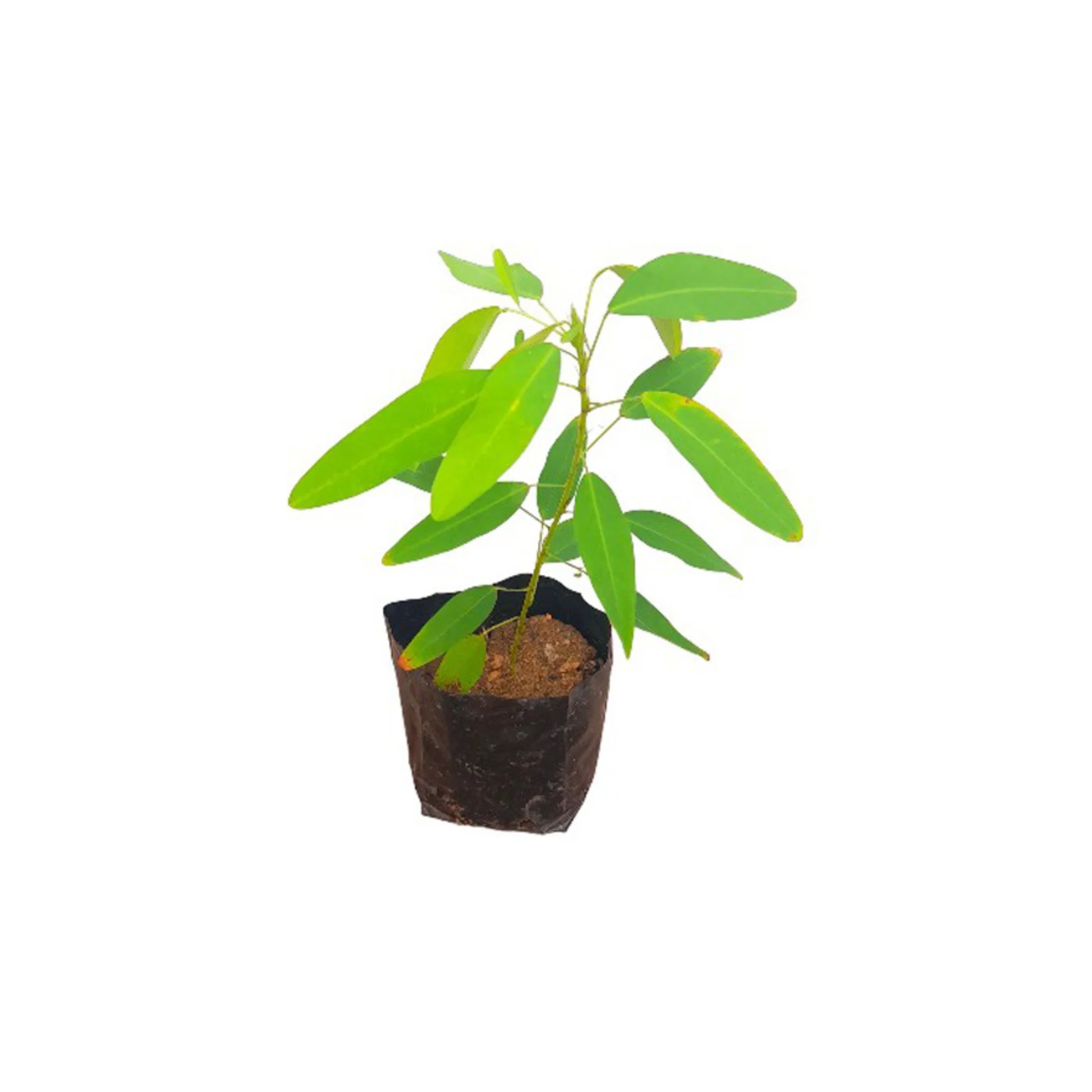Banchandal/Dudli/Dancing/Telegraph Healthy Herbal Plant - Image 3