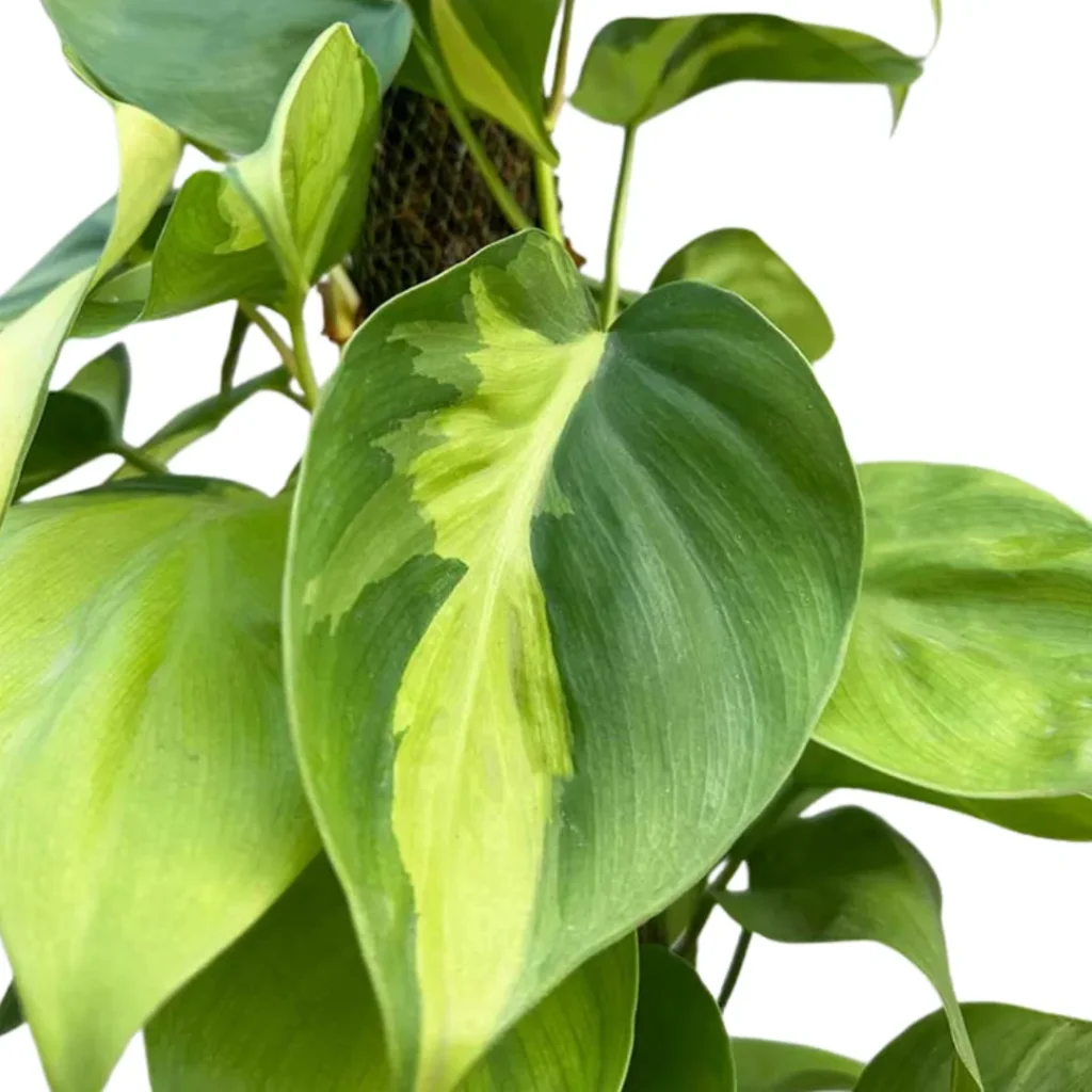 Philodendron Brasil Indoor Money Plant