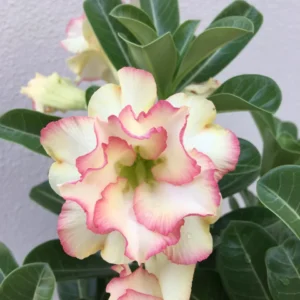 Adenium Multi Petal Yellow Pink Edge Hybrid Grafted Flower Plant - Image 1