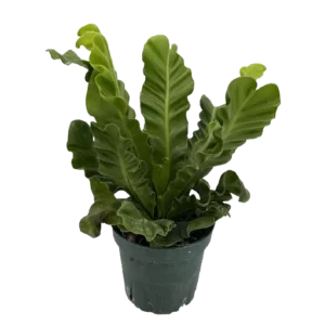 Kobra Fern Indoor Live Plant - Image 2