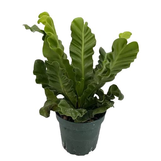 Kobra Fern Indoor Live Plant