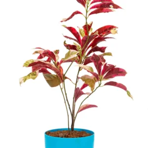 Laila Majnu(Exoecaria) Variegated Tropical Shrub Healthy Plant - Image 1