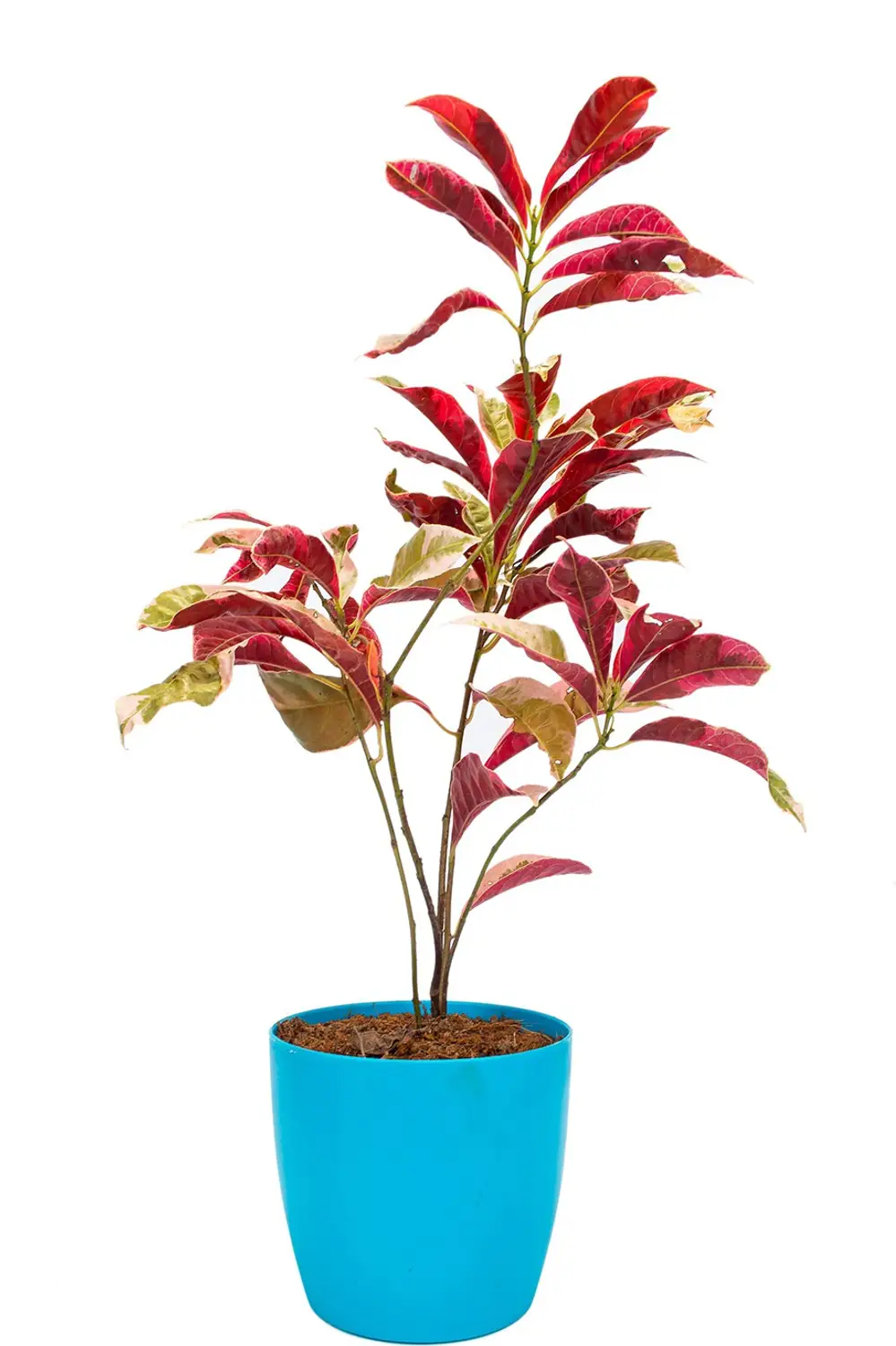 Laila Majnu(Exoecaria) Variegated Tropical Shrub Healthy Plant - Image 1