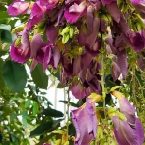 Butterfly Pea Tree(Clitorea Arborea) Deep Purple Color Flower Healthy Plant - Image 4