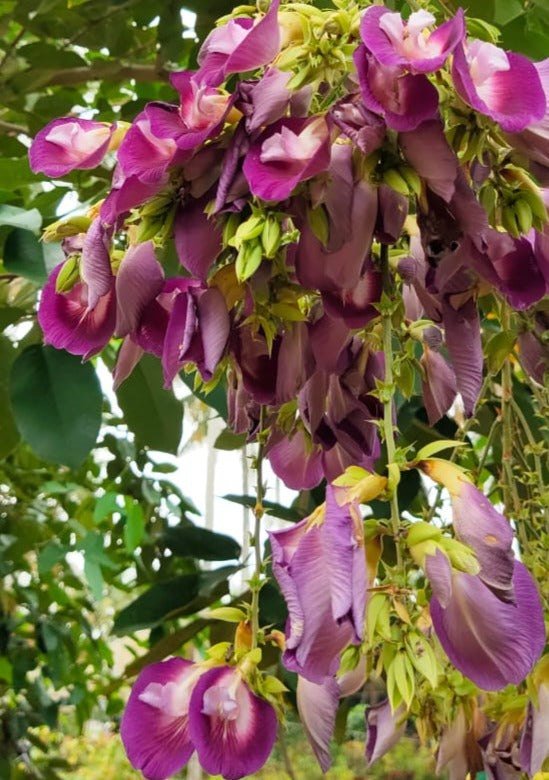 Butterfly Pea Tree(Clitorea Arborea) Deep Purple Color Flower Healthy Plant