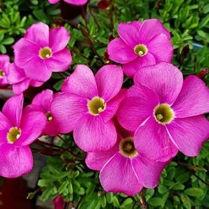 Pink Oxalis Flower Bulbs - Image 1